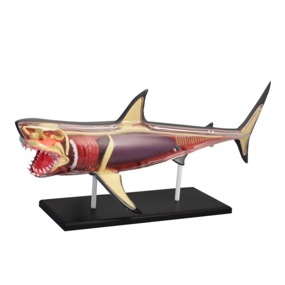Discovery 4D Vision Great White Shark Anatomy Model Discovery 4D Vision Great White Shark Anatomy Model