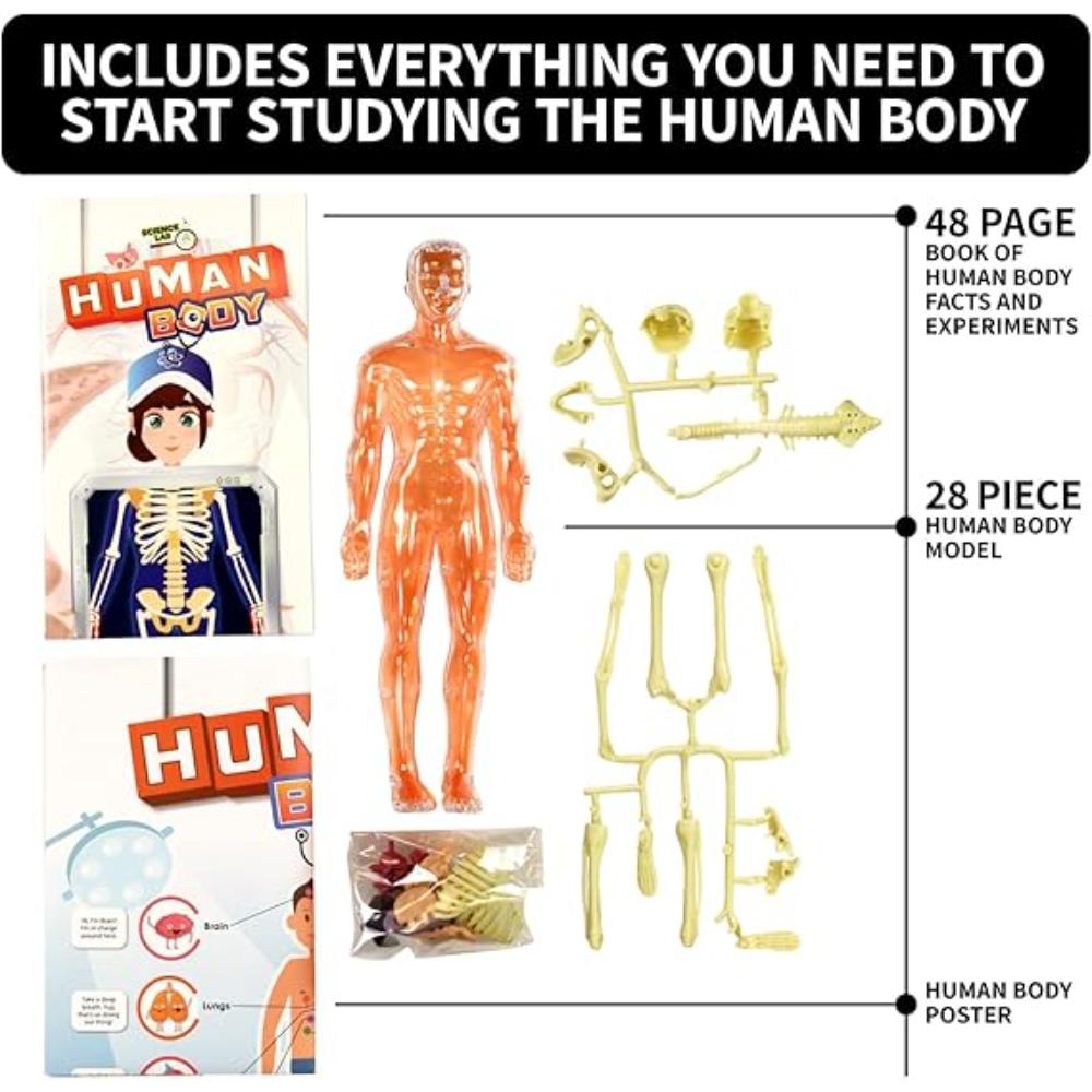 Spice Box Human Body