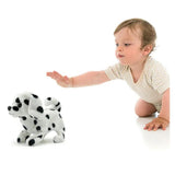 Pugs At Play Walking Spotty