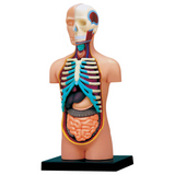 Human Anatomy Small Torso