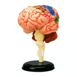 Human Anatomy Human Brain