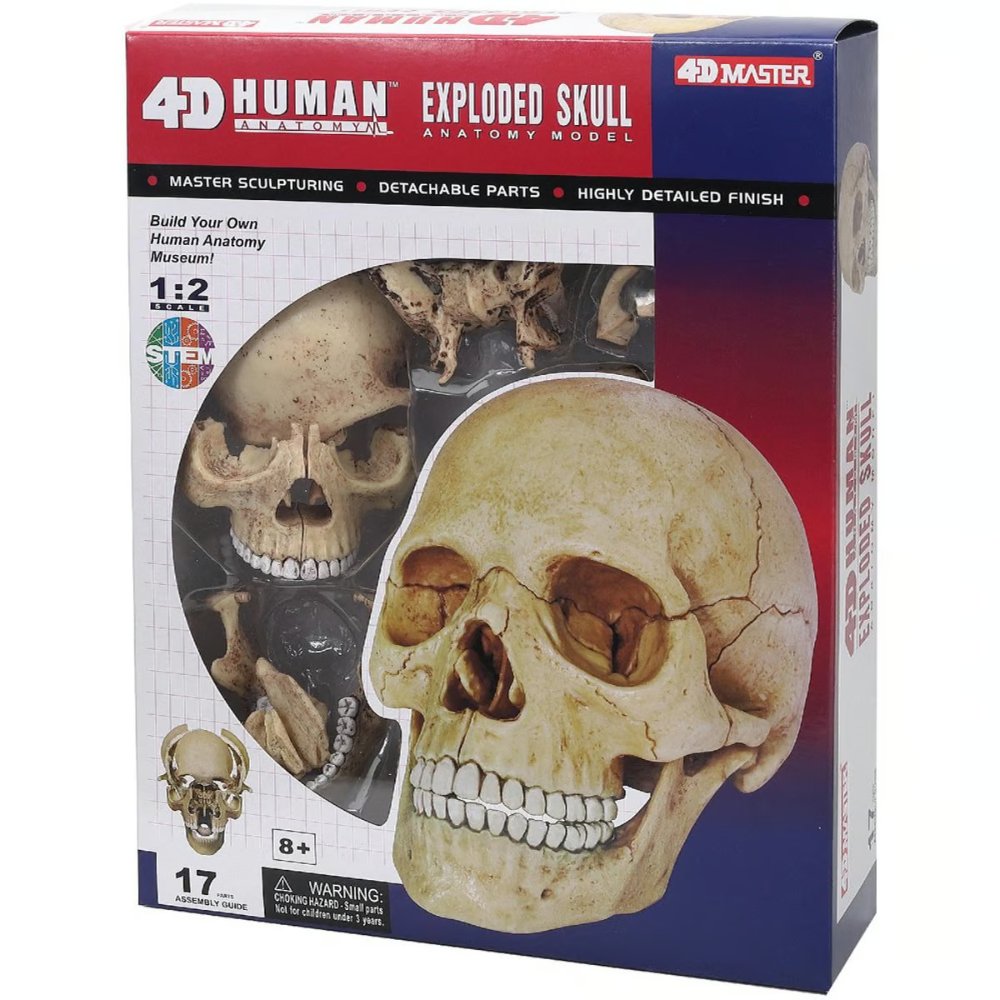 Human Anatomy Skull Model