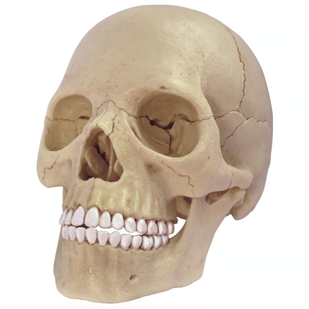 Human Anatomy Skull Model