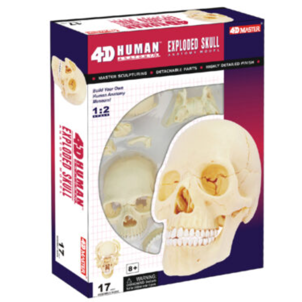 Human Anatomy Skull Model