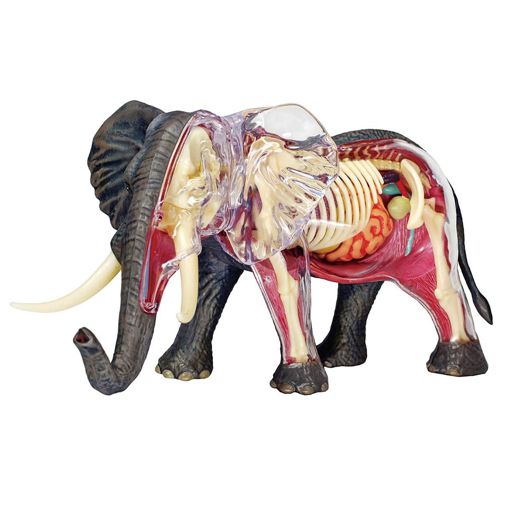 4D Elephant Anatomy