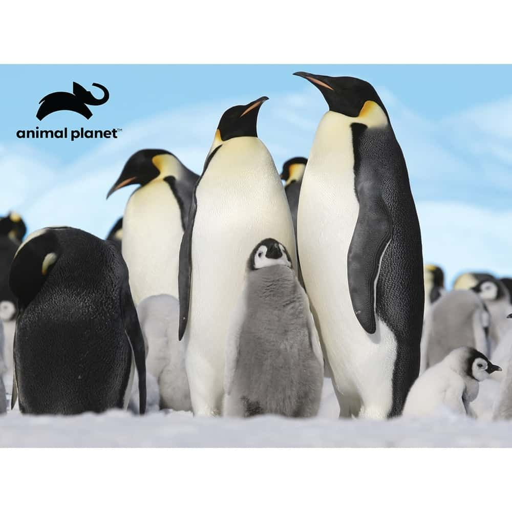 Prime 3D Penguins Puzzle 48 Pcs Prime 3D Penguins Puzzle 48 Pcs