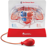 Learning Resources Pumping Heart Model, Teaching aid, Classroom Multi-Sensory Demonstration Set