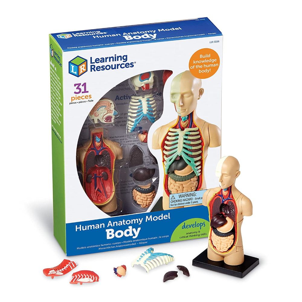 Learning Resources Human Body Anatomy Model