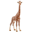 Scheich Giraffe. Female  Image#1
