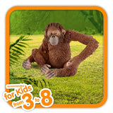 Scheich Orangutan - Female  Image#2
