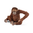 Scheich Orangutan - Female  Image#1