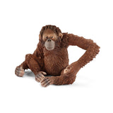 Scheich Orangutan - Female  Image#1