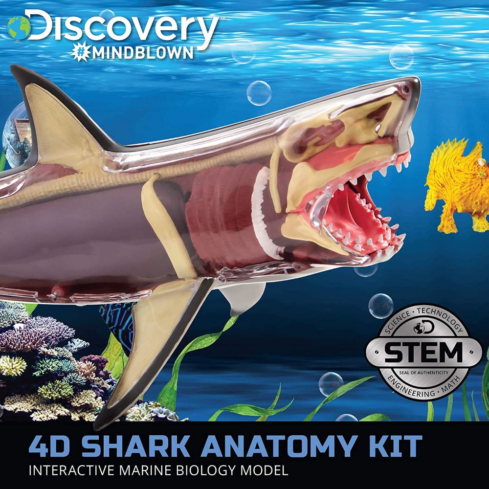 Discovery 4D Vision Great White Shark Anatomy Model