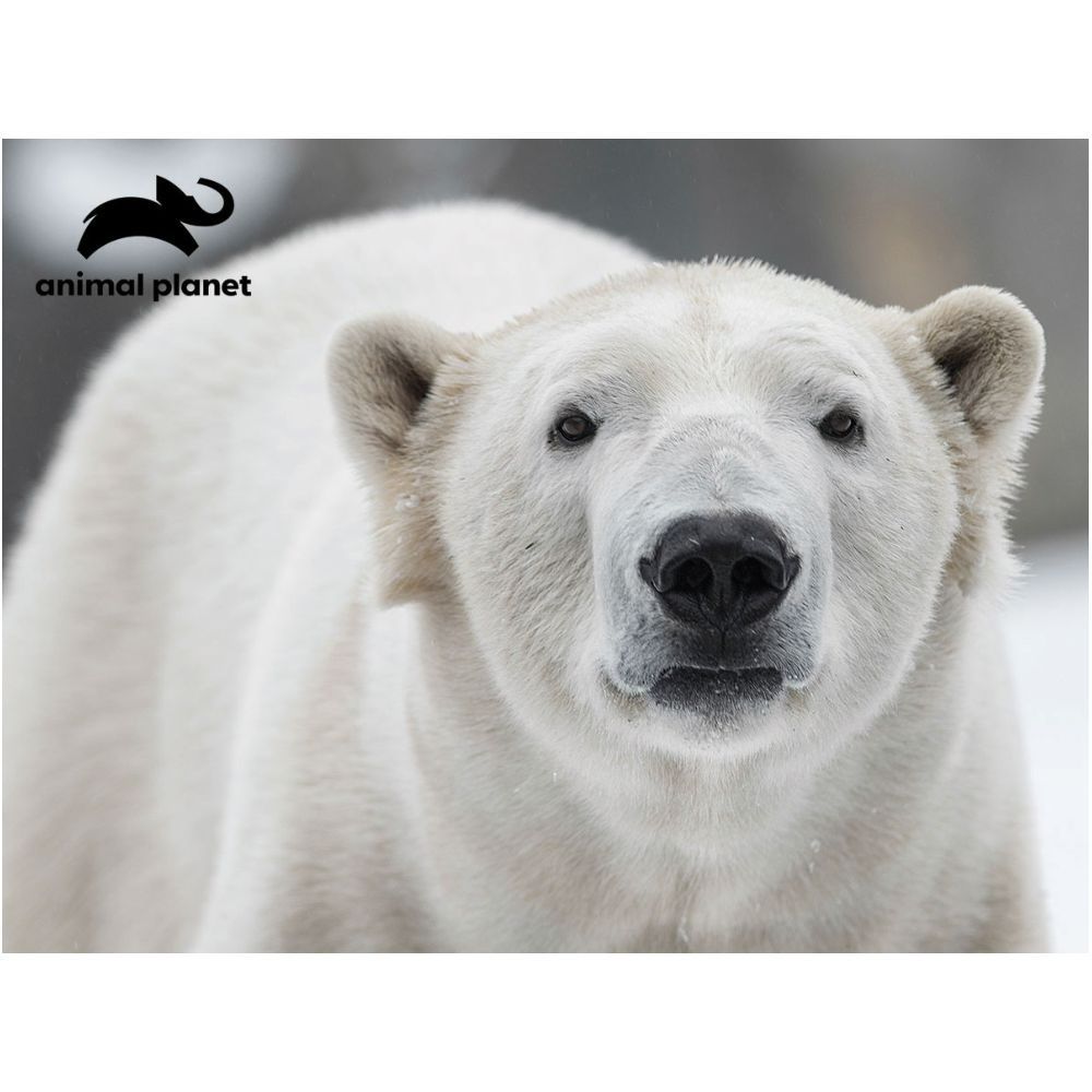 Prime 3D Polar Bear Puzzle 48 Pcs Prime 3D Polar Bear Puzzle 48 Pcs
