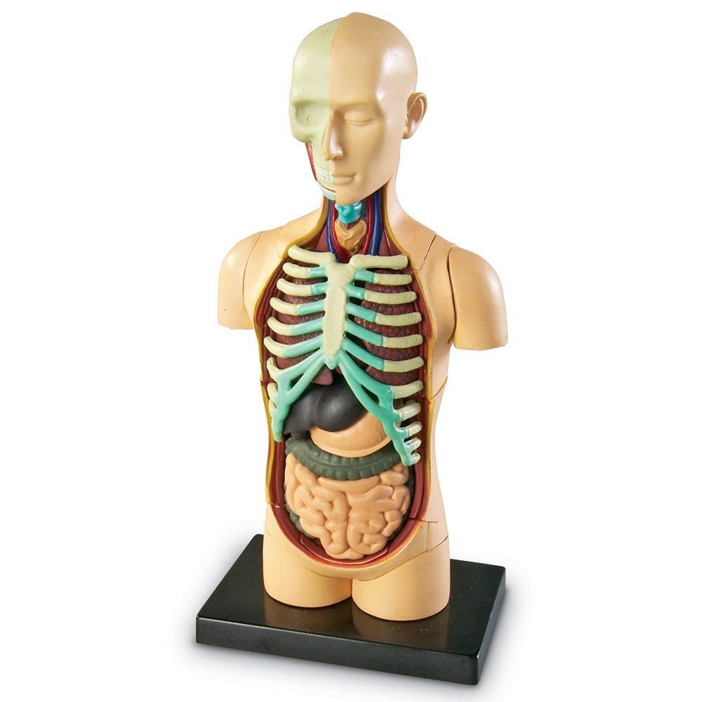 Learning Resources Human Body Anatomy Model