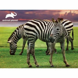 Prime 3D Zebra Puzzle 48 Pcs